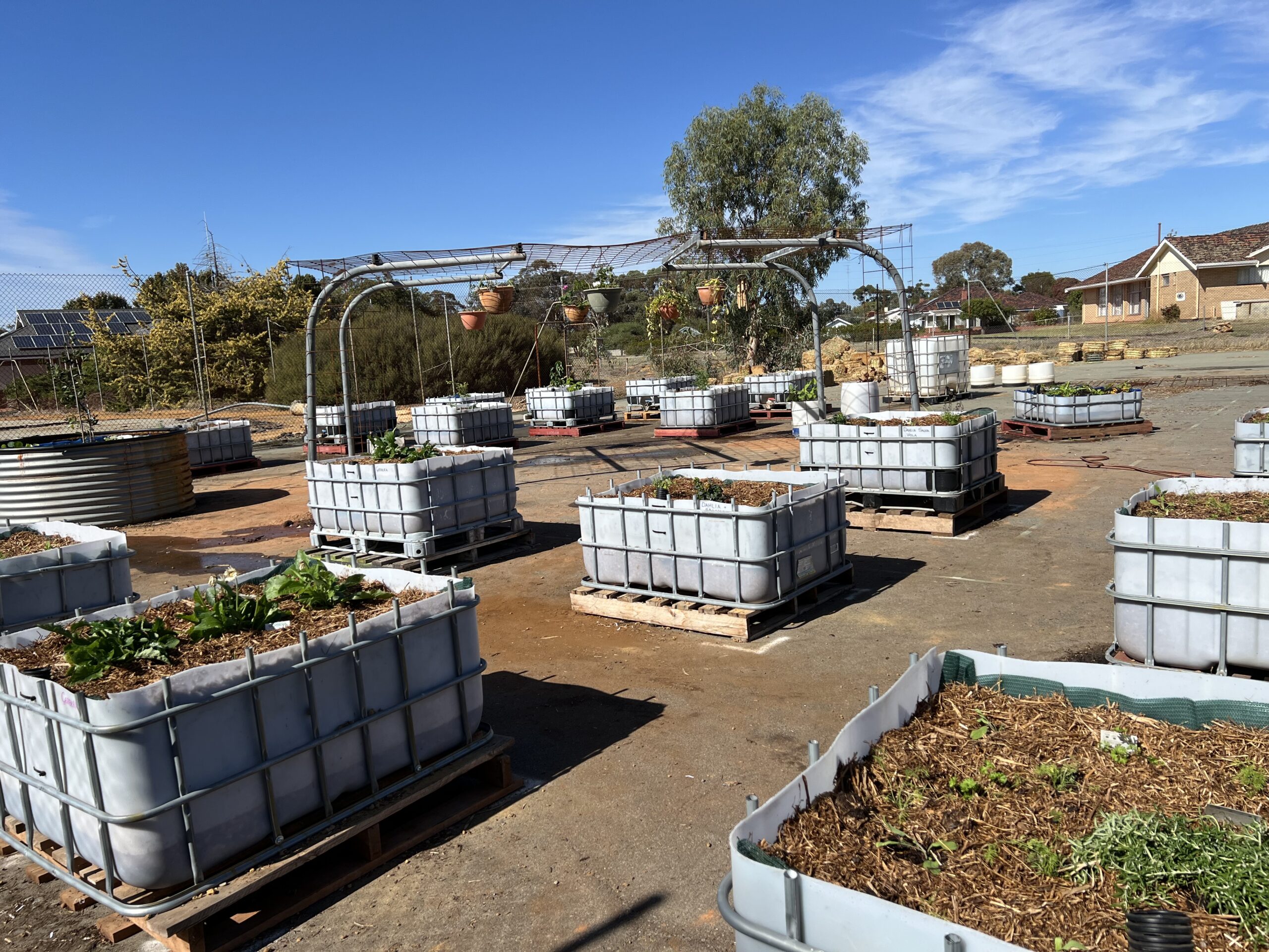 Planting the seeds of rural practice